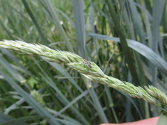 Pterygota