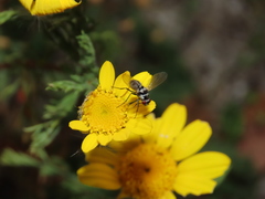 Limnophora obsignata