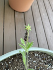 Piezogaster calcarator