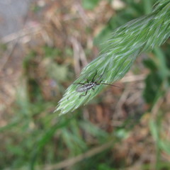 Pterygota