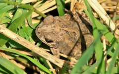 Incilius mazatlanensis