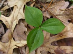 Trillium grandiflorum