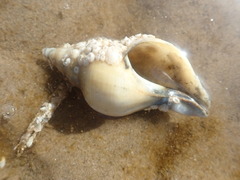 Buccinum undatum