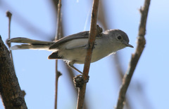 Polioptila nigriceps