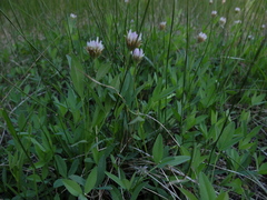 Trifolium longipes