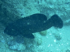 Epinephelus