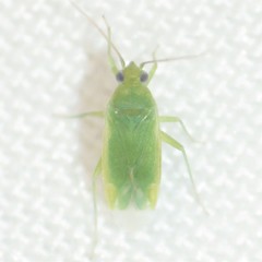 Apachemiris areolatus