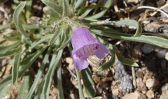 Penstemon jamesii
