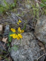 Securigera securidaca