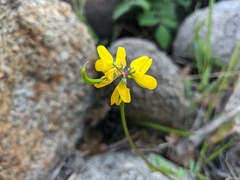 Securigera securidaca