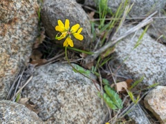 Securigera securidaca