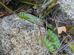 Securigera securidaca