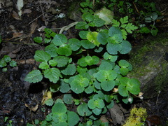 Chrysosplenium oppositifolium