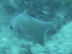 Pempheris