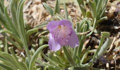 Penstemon jamesii