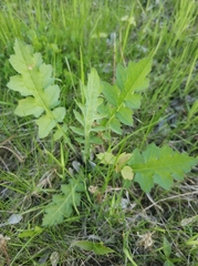 Carduus crispus