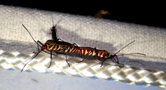 Dysdercus fuscomaculatus