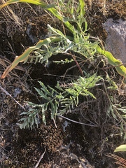 Balsamorhiza macrolepis