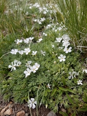Phlox pulvinata