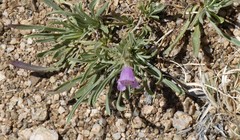 Penstemon jamesii