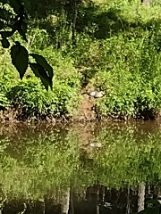 Pseudemys concinna concinna