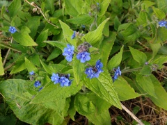 Pentaglottis sempervirens