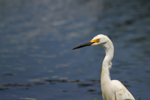 Snowy Egret photographed in North Carolina