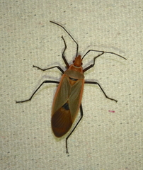 Dysdercus fuscomaculatus