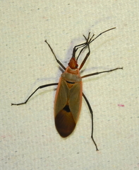 Dysdercus fuscomaculatus