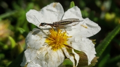 Xanthostigma corsica