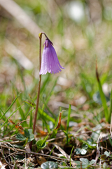 Soldanella pusilla
