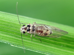 Blastopsocus variabilis