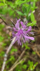 Rhododendron canadense