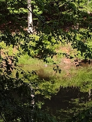 Pseudemys concinna concinna