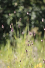 Phalaris californica
