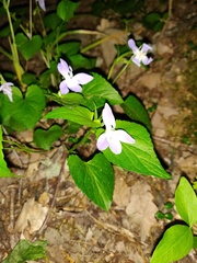 Viola sieheana