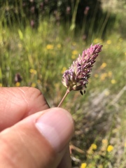 Phalaris californica