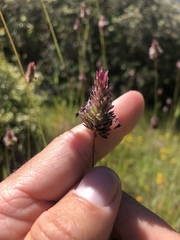 Phalaris californica