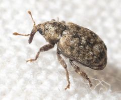 Conotrachelus recessus