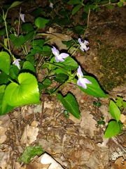 Viola sieheana