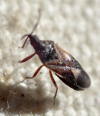Anthocoris
