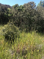 Phalaris californica