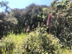 Phalaris californica