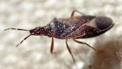 Anthocoris