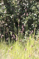 Phalaris californica
