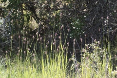 Phalaris californica