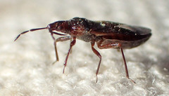 Anthocoris