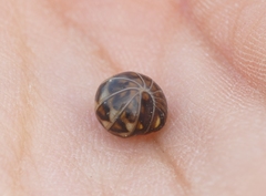 Glomeris intermedia