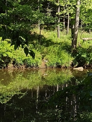 Pseudemys concinna concinna