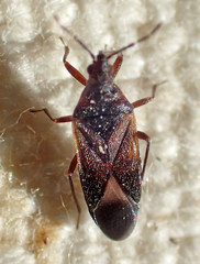 Anthocoris
